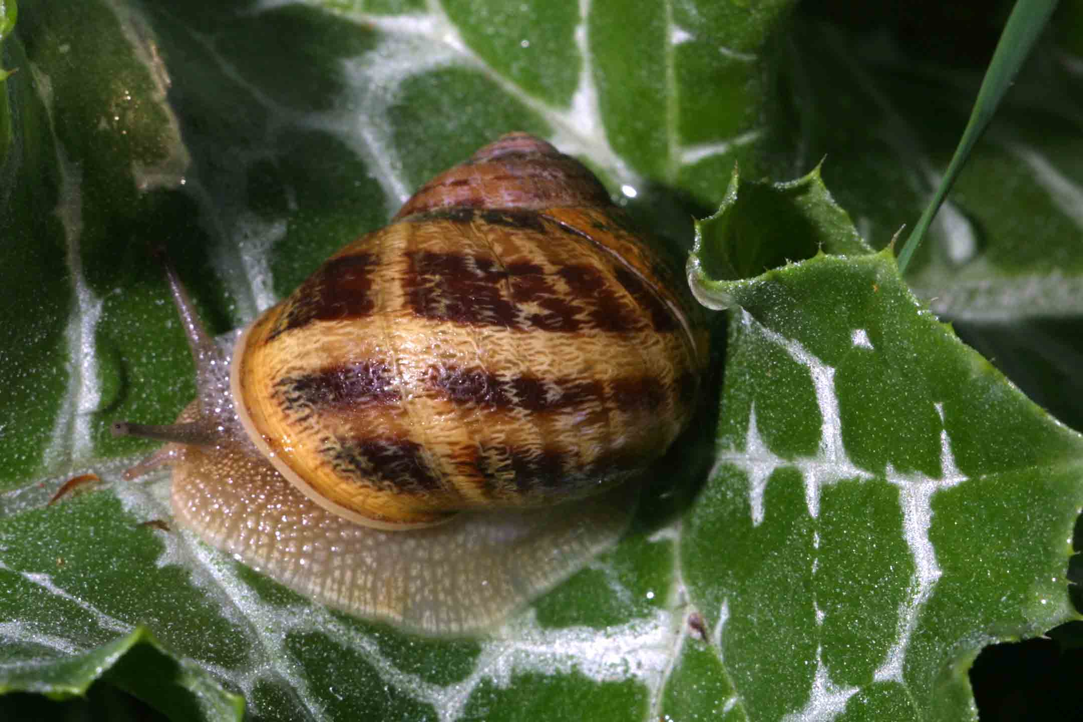 Cornu aspersum (Linnaeus,1758)